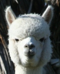 Sassie